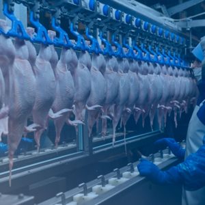 ПТИЦЕВОДСТВО