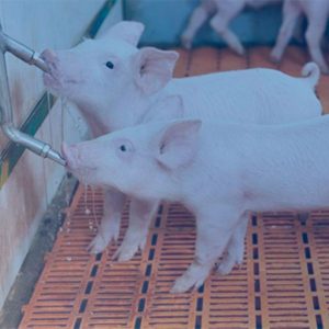 СВИНОВОДСТВО